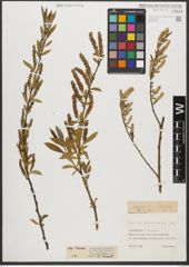 Foto von Salix triandra subsp. triandra L.